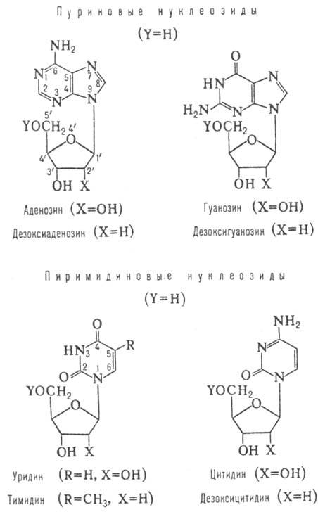 https://www.medpulse.ru/image/encyclopedia/3/3/2/9332.jpeg