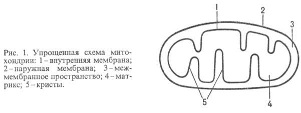 https://www.medpulse.ru/image/encyclopedia/4/4/9/9449.jpeg