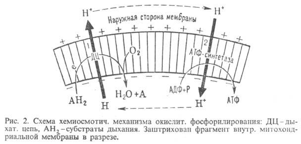 https://www.medpulse.ru/image/encyclopedia/4/5/2/9452.jpeg