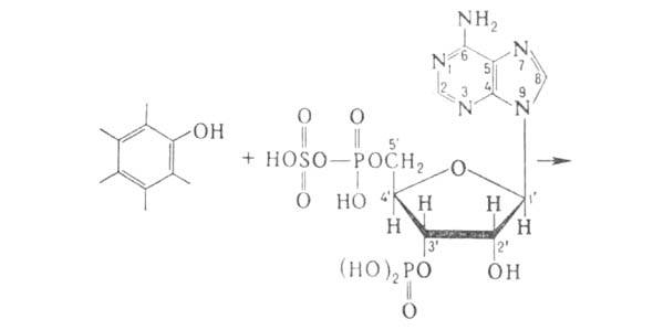 https://www.medpulse.ru/image/encyclopedia/4/6/5/2465.jpeg