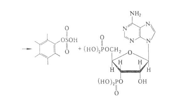 https://www.medpulse.ru/image/encyclopedia/4/6/6/2466.jpeg