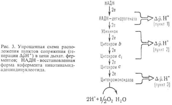 https://www.medpulse.ru/image/encyclopedia/4/7/0/9470.jpeg