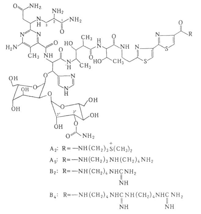 https://www.medpulse.ru/image/encyclopedia/4/9/7/3497.jpeg