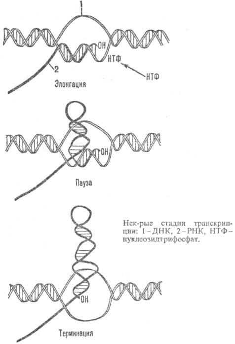 https://www.medpulse.ru/image/encyclopedia/5/2/7/14527.jpeg