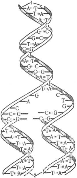 https://www.medpulse.ru/image/encyclopedia/5/4/9/12549.jpeg