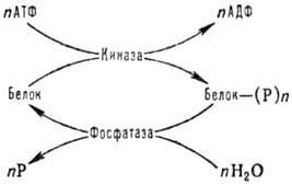 https://www.medpulse.ru/image/encyclopedia/6/1/8/8618.jpeg