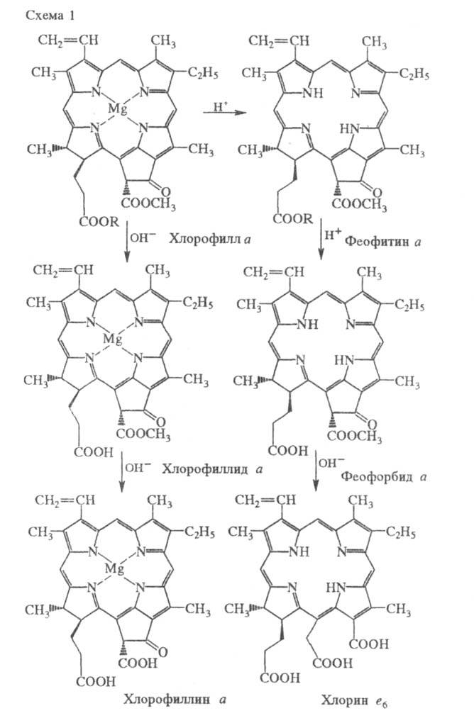 https://www.medpulse.ru/image/encyclopedia/6/2/1/16621.jpeg