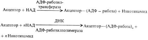 https://www.medpulse.ru/image/encyclopedia/6/2/2/8622.jpeg