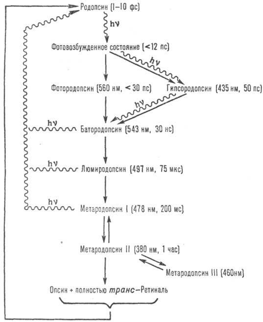 https://www.medpulse.ru/image/encyclopedia/6/3/1/12631.jpeg