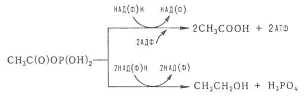 https://www.medpulse.ru/image/encyclopedia/7/1/5/3715.jpeg