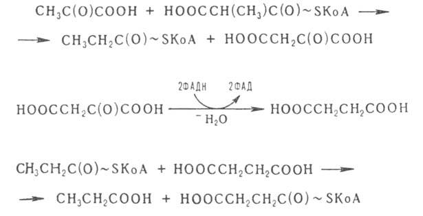 https://www.medpulse.ru/image/encyclopedia/7/1/6/3716.jpeg