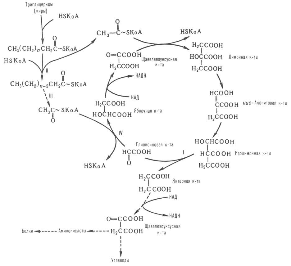 https://www.medpulse.ru/image/encyclopedia/7/1/6/5716.jpeg