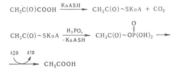 https://www.medpulse.ru/image/encyclopedia/7/1/7/3717.jpeg