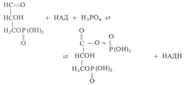 https://www.medpulse.ru/image/encyclopedia/7/1/7/5717.jpeg