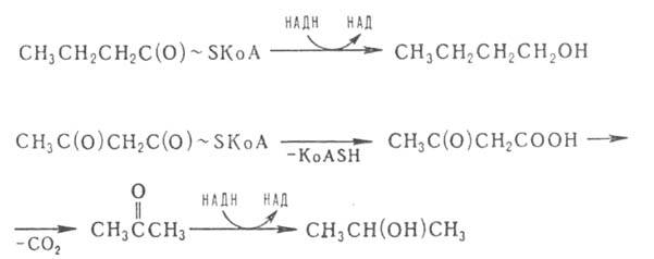 https://www.medpulse.ru/image/encyclopedia/7/1/9/3719.jpeg