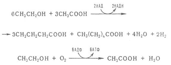 https://www.medpulse.ru/image/encyclopedia/7/2/2/3722.jpeg