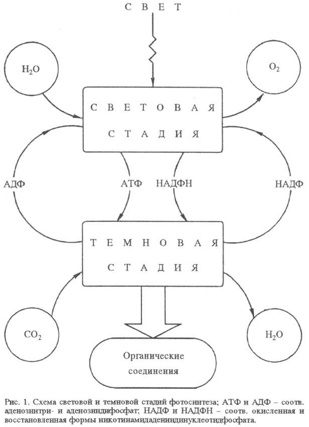 https://www.medpulse.ru/image/encyclopedia/8/5/6/15856.jpeg