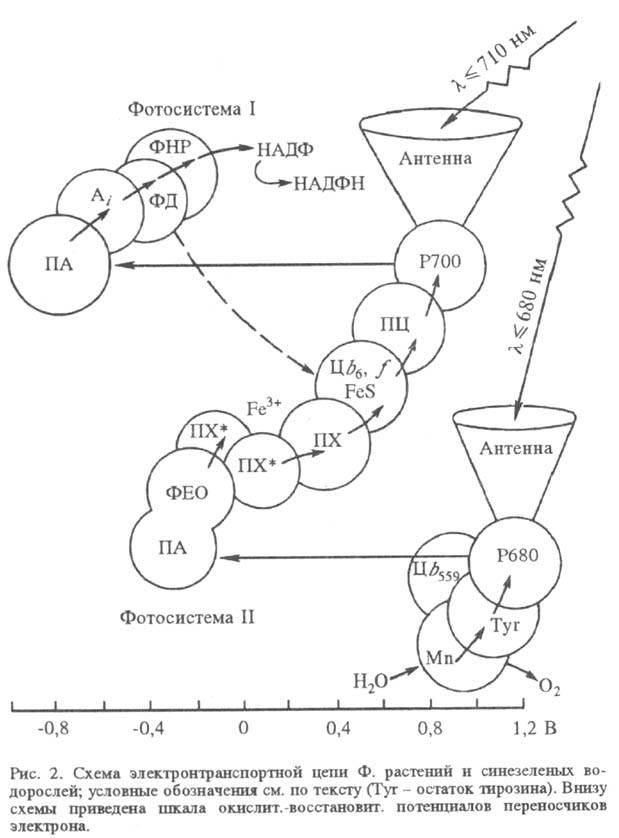 https://www.medpulse.ru/image/encyclopedia/8/5/7/15857.jpeg