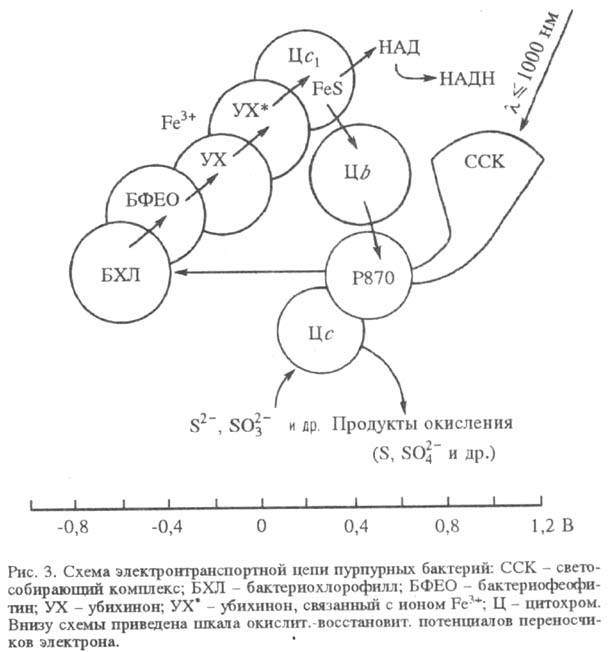 https://www.medpulse.ru/image/encyclopedia/8/6/1/15861.jpeg