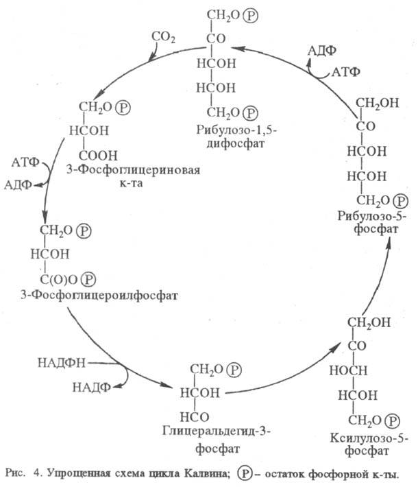 https://www.medpulse.ru/image/encyclopedia/8/6/2/15862.jpeg