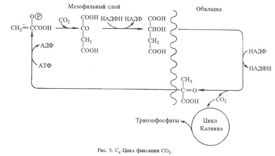 https://www.medpulse.ru/image/encyclopedia/8/6/3/15863.jpeg