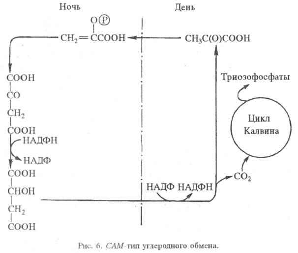 https://www.medpulse.ru/image/encyclopedia/8/6/4/15864.jpeg