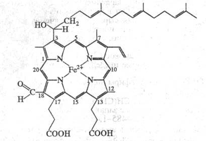 https://www.medpulse.ru/image/encyclopedia/8/7/6/17876.jpeg