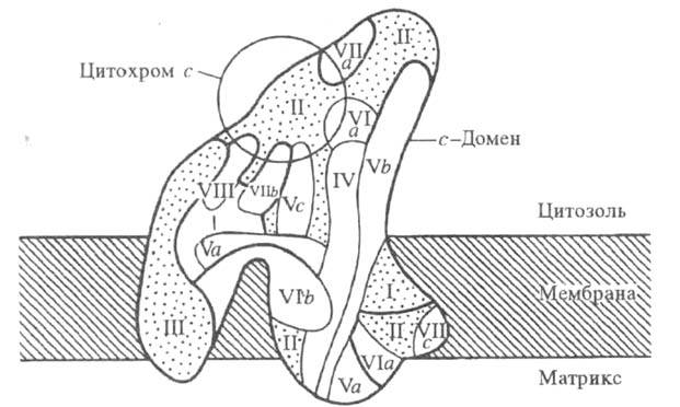 https://www.medpulse.ru/image/encyclopedia/8/7/9/17879.jpeg