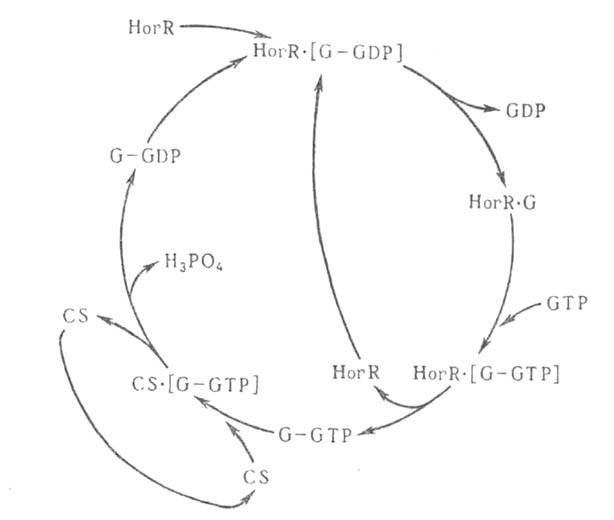 https://www.medpulse.ru/image/encyclopedia/8/9/1/891.jpeg