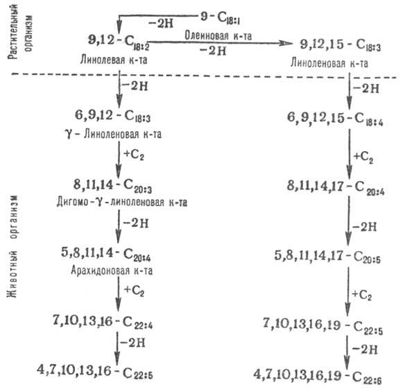 https://www.medpulse.ru/image/encyclopedia/9/2/0/8920.jpeg