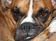 Собаки помогают реабилитироваться после инсульта