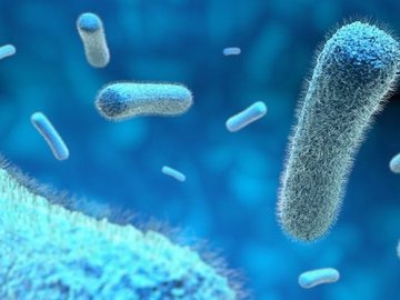 Полезные бактерии и важность их наличия