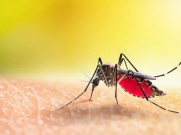 Натуральные средства для лечения укусов насекомых в домашних условиях