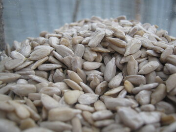 Врач Павлова: привычка грызть семечки приводит к воспалению