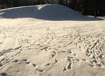 Врач Болибок: реагенты под снегом грозят дерматитом