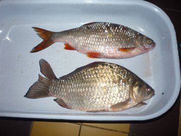 Доктор Малышева: карась снижает давление