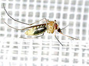 Лихорадка Западного Нила добралась до России