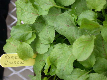 Врач Гандельман: щавель полезен для потенции