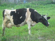 Корова, сметана, молоко и цвет лица