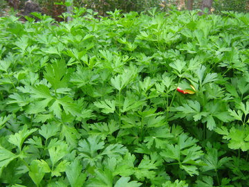 Врач Арсланова составила ТОП-12 продуктов для поднятия настроения осенью