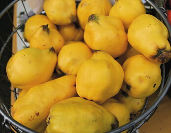 Нутрициолог Хайкина: айва укрепит иммунитет