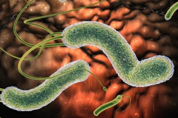 Как паразитарная инфекция может повлиять на поведение человека