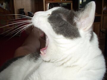 Сомнолог Лебедева: диабет и апноэ сна виноваты в дневной сонливости