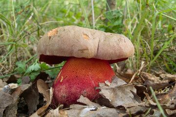 Профессор Гинзбург: грибы противопоказаны при гастрите