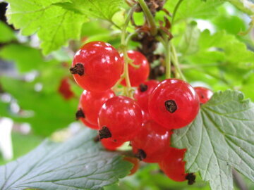 Нутрициолог Гузман: красная смородина защитит от анемии