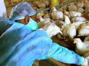 Так ли страшен птичий грипп, как его малюют? 