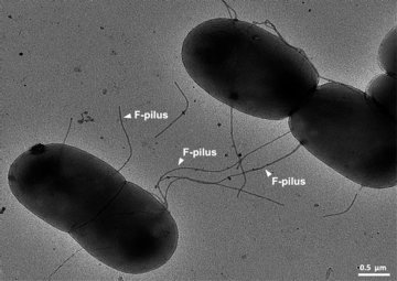 Диетолог Габдулхакова: сохранить здоровье при приеме антибиотиков помогут пробиотики