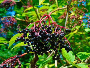 Австралийские исследователи нашли мощное лекарство против гриппа