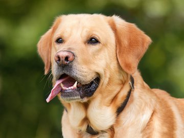 Neurology: собаки могут научиться приносить лекарства эпилептикам во время судорог