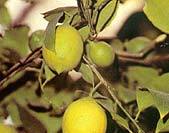 Лимонное здоровье. Секретные свойства любимого продукта